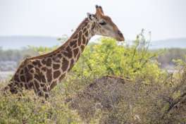 Giraffe in Etosha National Park, Namibia 
