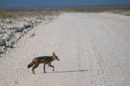 Etosha Safari jackal, Namibia 