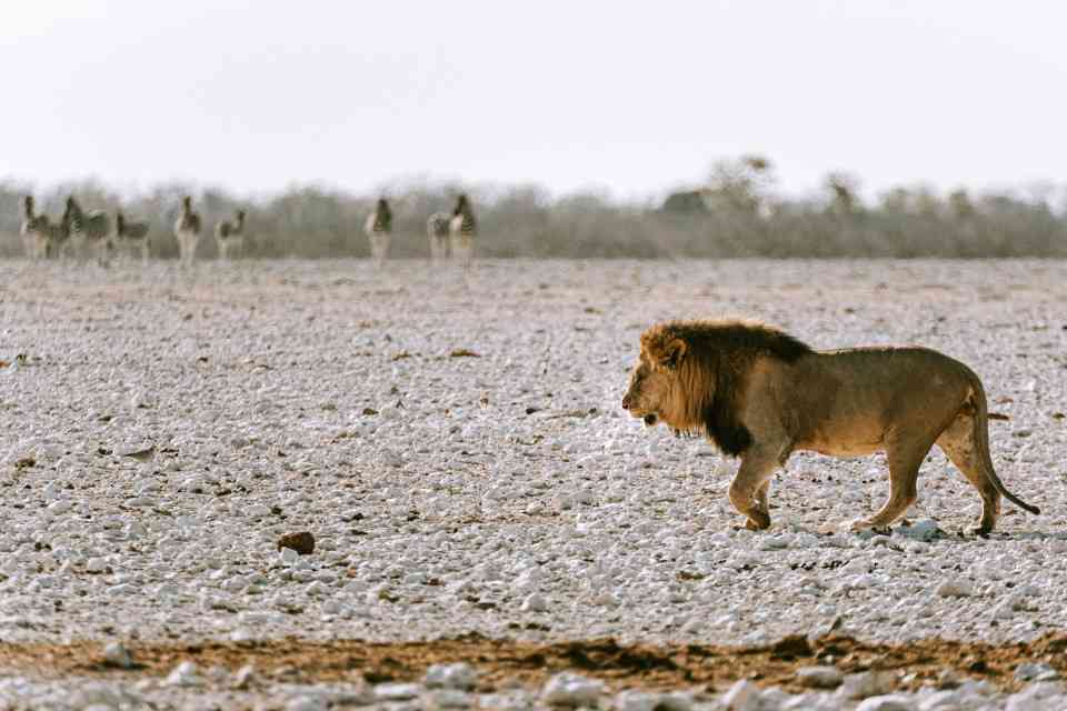 Namibia Safari lion in Etosha
