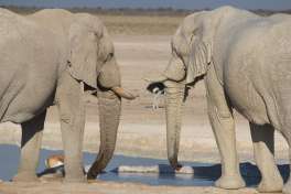 Namibia Safari elephants in Etosha 