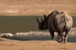 Etosha Namibia Safari, rhino 