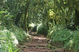 Mount Kilimanjaro forest 