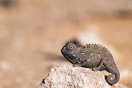 Namibia chameleon in namib desert 