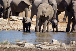 Etosha Namibia Safari elephants  by Heribert Bechen