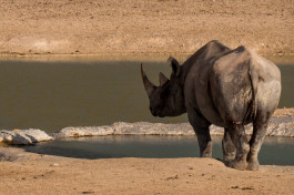 Etosha rhino, Namibia Safari 