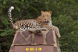 Kruger safari leopard 