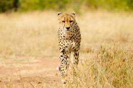 Kruger safari cheetah 