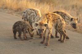 Kruger Park safari hyenas 