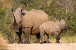White rhinos kruger national park 