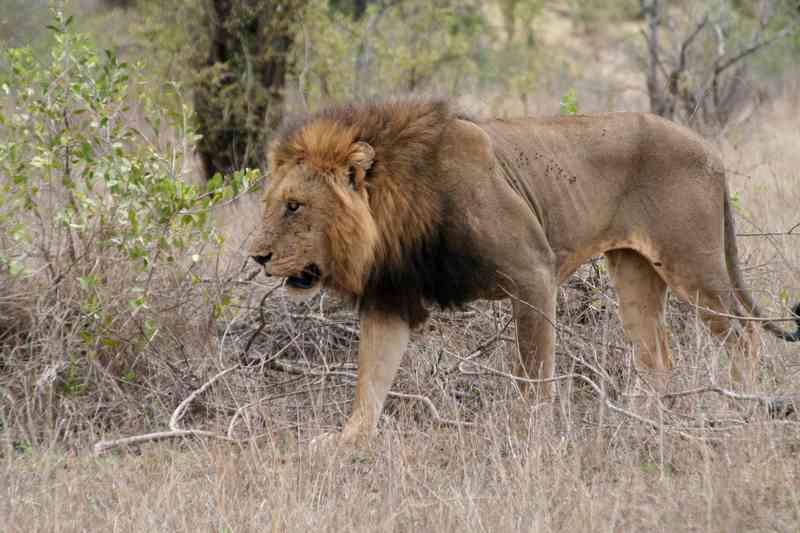 01h lion kruger national park (5)