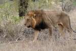 01h lion kruger national park (5) 