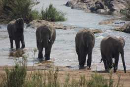 Kruger Park safari elephants 