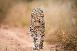 Kruger safari leopard 