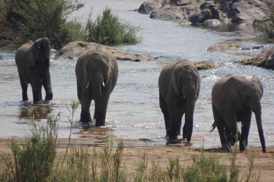 Kruger safari elephants, South Africa
