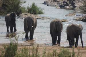 Kruger safari elephants, South Africa