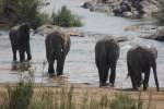 Kruger safari elephants, South Africa 