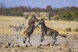Kruger Park Safari zebras 