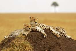 Cheetah Mother and Cub Masai Mara 