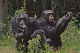 Chimps at Sweetwaters, Ol Pejeta Conservancy 