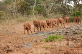 Nairobi elephant orphanage, Kenya Safari 