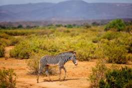Grevys zebra Samburu National Reserve 