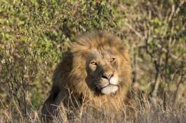 Lion in Mara 