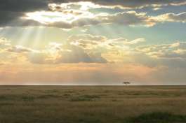 Masai Mara safari sunset 