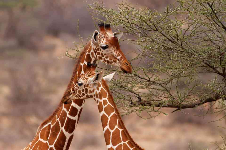 Reticulated giraffe Samburu, Kenya Safari