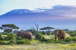 Amboseli elephants and Mount Kilimanjaro 