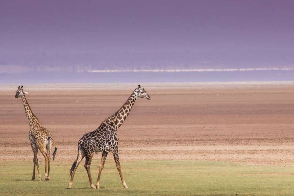 Giraffe at Lake Manyara National Park