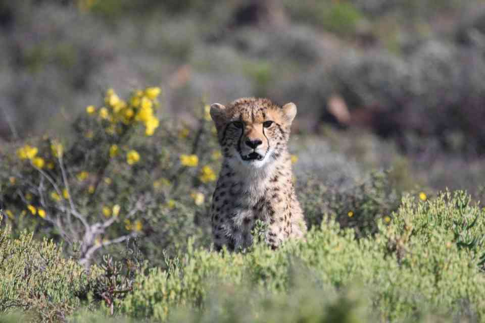 Cheetah in Sanbona Wildlife Reserve