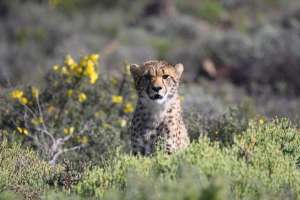 Cheetah in Sanbona Wildlife Reserve