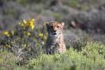 Cheetah in Sanbona Wildlife Reserve 