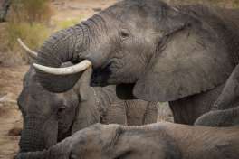 Elephants at Sanbona Wildlife Reserve 