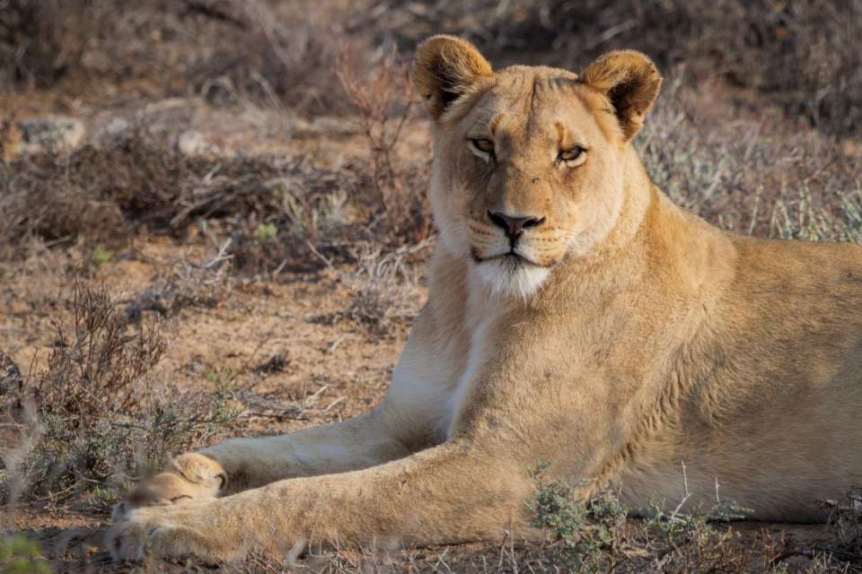 Big 5 Cape Town Safari to Sanbona Wildlife Reserve Lodges