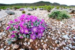 Sanbona Wildlife Reserve flora, South Africa 