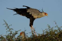 Nesting Secretarybird at Sanbona Wildlife Reserve 