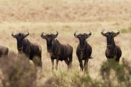 Masai mara conservancy wildebeest 