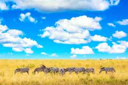 Masai mara Zebras 