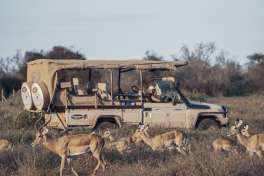 Game Drive with Impala 