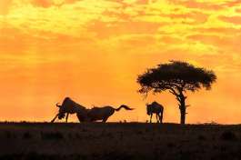 Wildebeest and Sunset 