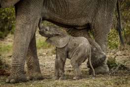Mara Elephants 