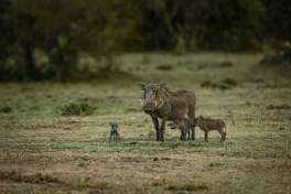 Warthog Family Masai Mara 