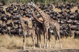 Wildebeest and giraffes 