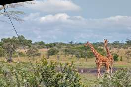  Porini rhino giraffe 