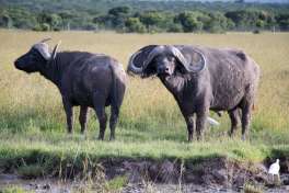 Ol Pejeta Buffalo 
