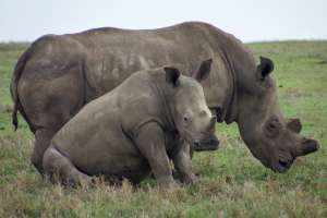 Ol pejeta rhinos by Weldon Kennedy