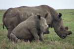 Ol pejeta rhinos