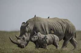 Porini rhino camp animals 