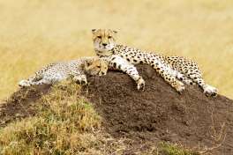 Cheetahs in Kenya 